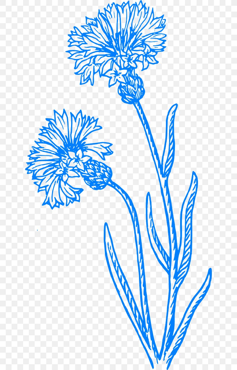 Cornflower Drawing Clip Art, PNG, 646x1280px, Cornflower, Area, Artwork, Black And White, Branch Download Free