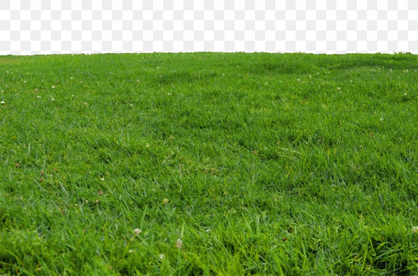 Lawn Download Clip Art, PNG, 1600x1060px, Lawn, Agriculture, Crop, Document, Ecoregion Download Free