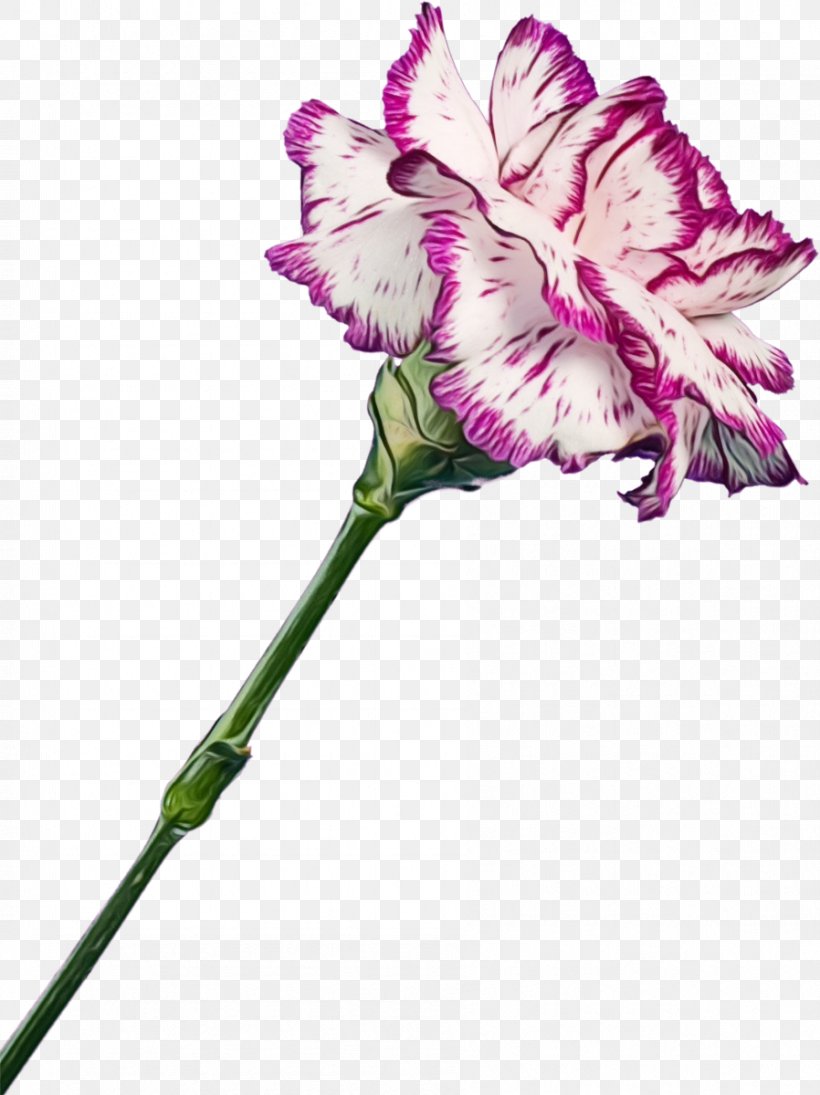 Pink Flower Cartoon, PNG, 898x1200px, Carnation, Cut Flowers, Dianthus, Flower, Flower Bouquet Download Free