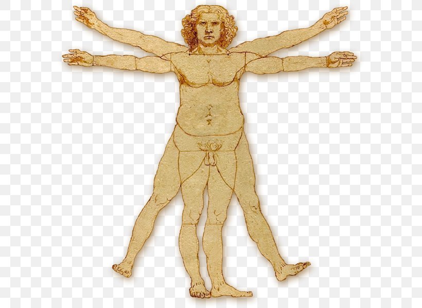 Vitruvian Man Homo Sapiens Human Body Chin, PNG, 600x600px, Vitruvian Man, Arm, Chin, Face, Figurine Download Free