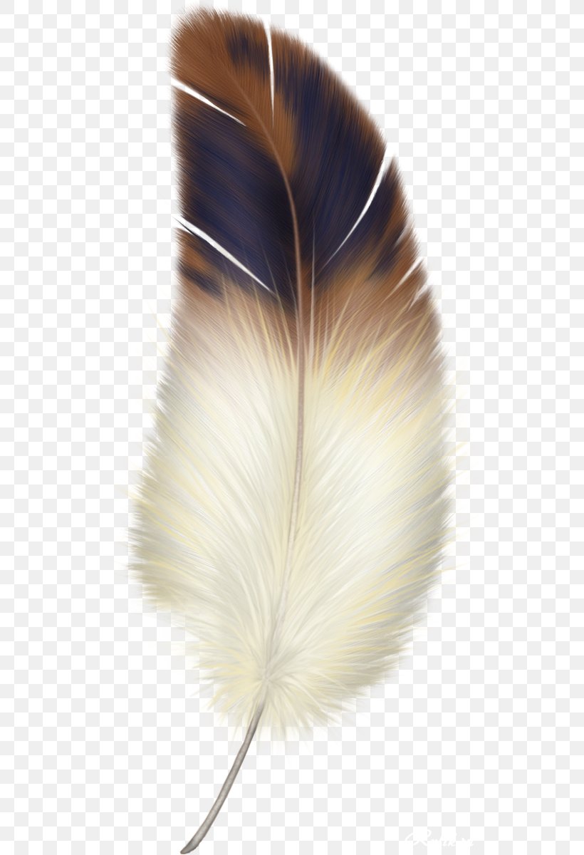 Bird Feather Clip Art, PNG, 546x1200px, Bird, Feather, Fur, Image File Formats, Quill Download Free