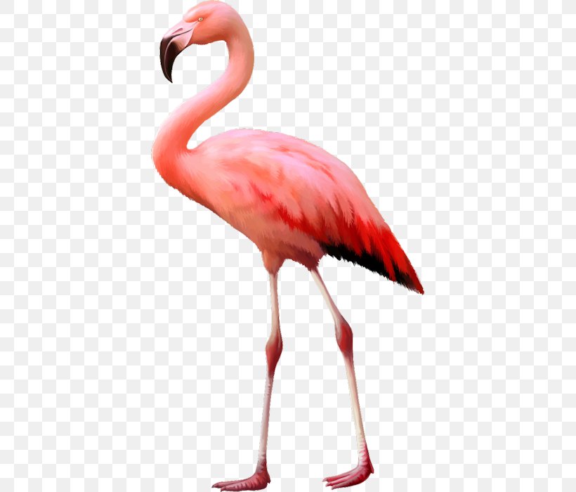 Bird Flamingo Stock Photography Desktop Wallpaper, PNG, 389x700px, Bird, Beak, Flamingo, Flamingos, Ibis Download Free