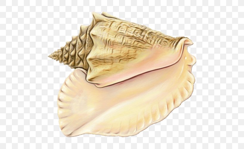Conchology Conch, PNG, 500x500px, Conchology, Beige, Bivalve, Conch, Cuisine Download Free