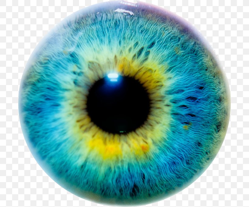 Eye Color Iris Human Eye, PNG, 700x682px, Watercolor, Cartoon, Flower, Frame, Heart Download Free