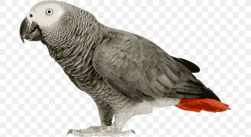 Grey Parrot Bird Budgerigar Amazon Parrot, PNG, 693x448px, Parrot, African Grey, Amazon Parrot, Beak, Bird Download Free