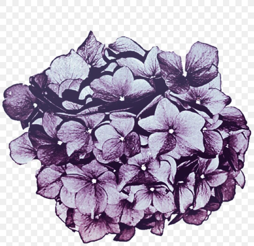 Hydrangea Lavender Lilac Cut Flowers, PNG, 1024x990px, Hydrangea, Cornales, Cut Flowers, Deviantart, Floral Design Download Free