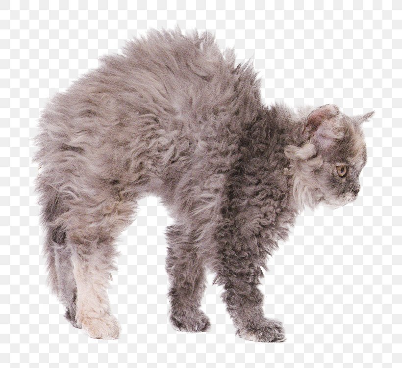 Kitten Manx Cat Selkirk Rex Domestic Short-haired Cat Cornish Rex, PNG, 786x750px, Kitten, Breed, British Shorthair, Carnivoran, Cat Download Free
