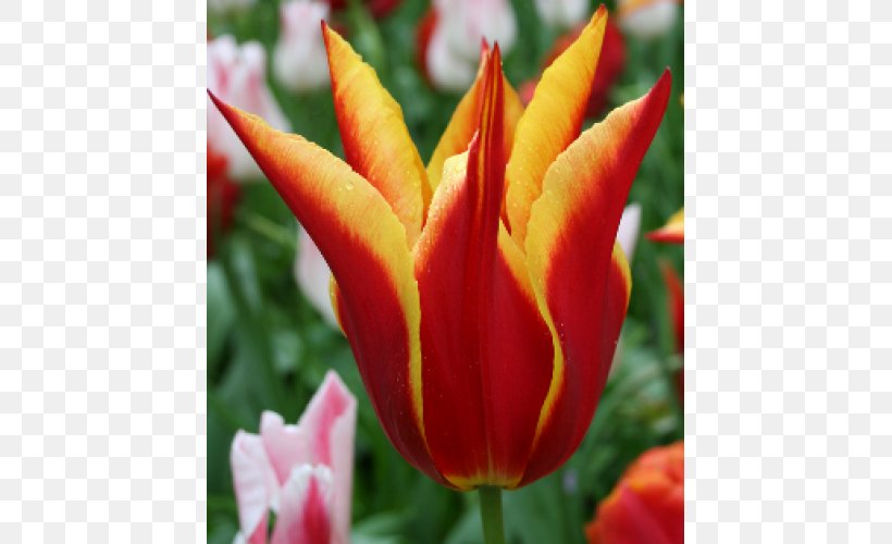 Late Tulip Petal Flower Plant Stem, PNG, 500x500px, Tulip, Aladdin, Bud, Close Up, Color Download Free