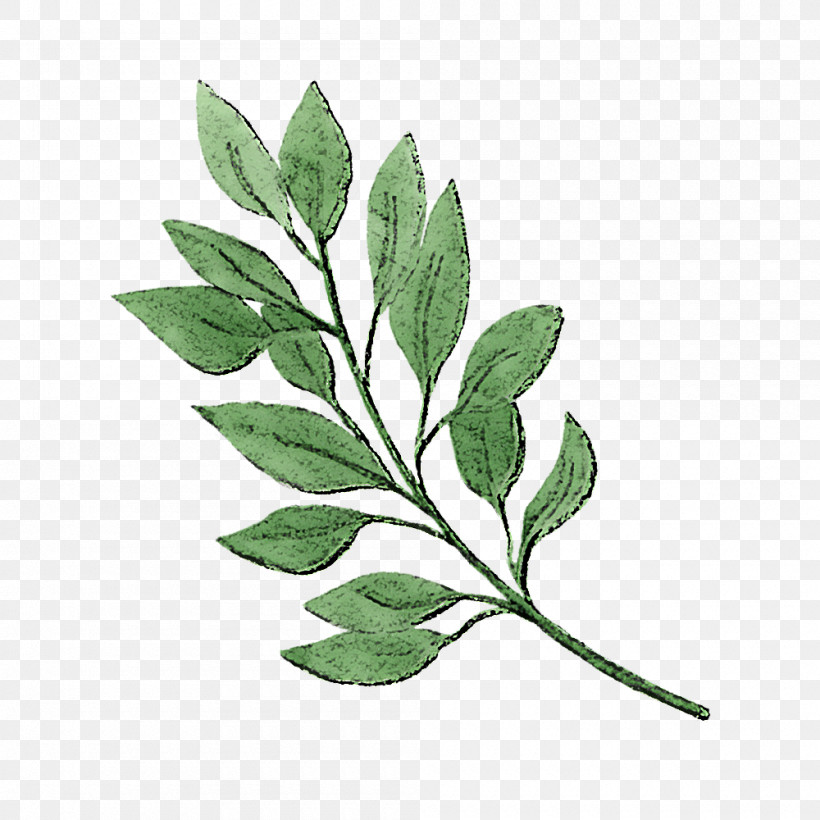 Leaf Plant Flower Tree Branch, PNG, 1000x1000px, Leaf, Branch, Cinquefoil, Flower, Plant Download Free