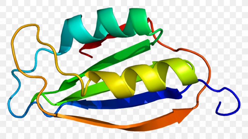 ACYP2 Acylphosphatase Protein Gene Human, PNG, 832x467px, Protein, Area, Artwork, Chromosome, Dna Download Free
