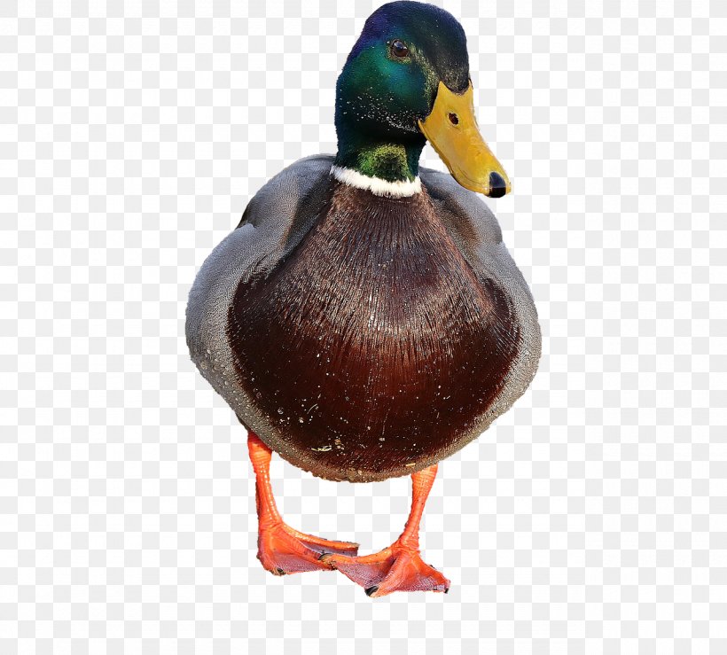 Duck Mallard Goose Bird American Pekin, PNG, 1280x1155px, Duck, American Pekin, Anatidae, Beak, Bird Download Free