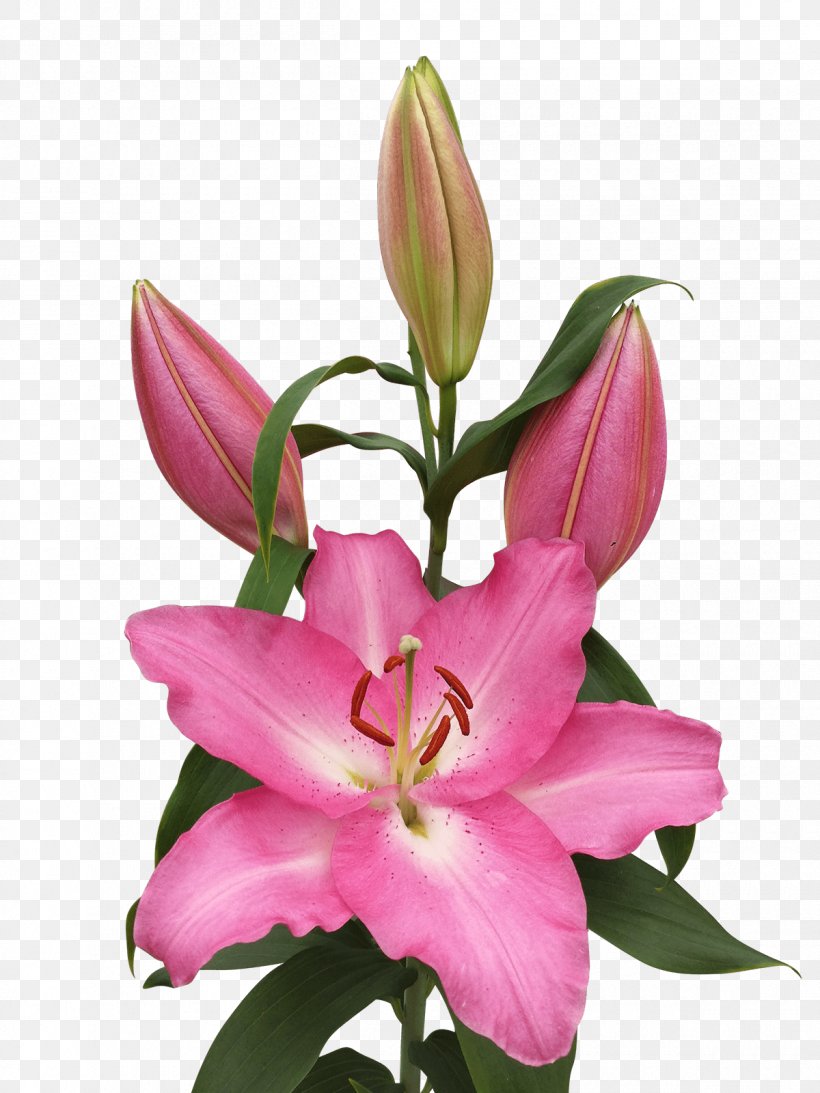 Floristry Pink M Cut Flowers Petal Daylily, PNG, 1200x1600px, Floristry, Cut Flowers, Daylily, Flower, Flowering Plant Download Free