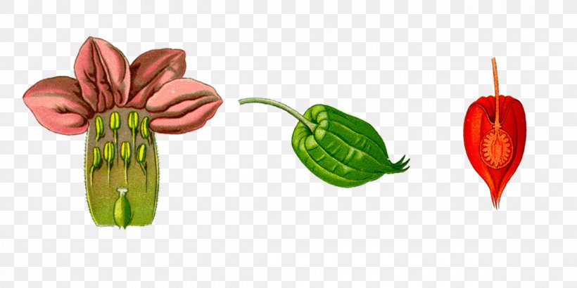 Flower Auglis Fruit, PNG, 1200x600px, Flower, Auglis, Chart, Diagram, Fruit Download Free