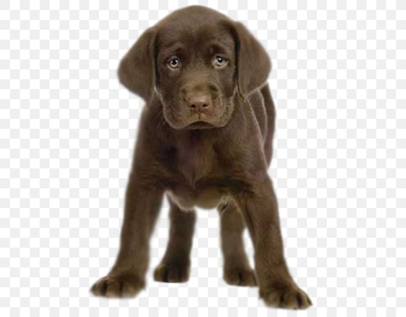 Labrador Retriever Puppy Birthday Greeting & Note Cards, PNG, 465x640px, Labrador Retriever, Birthday, Borador, Carnivoran, Chocolate Download Free