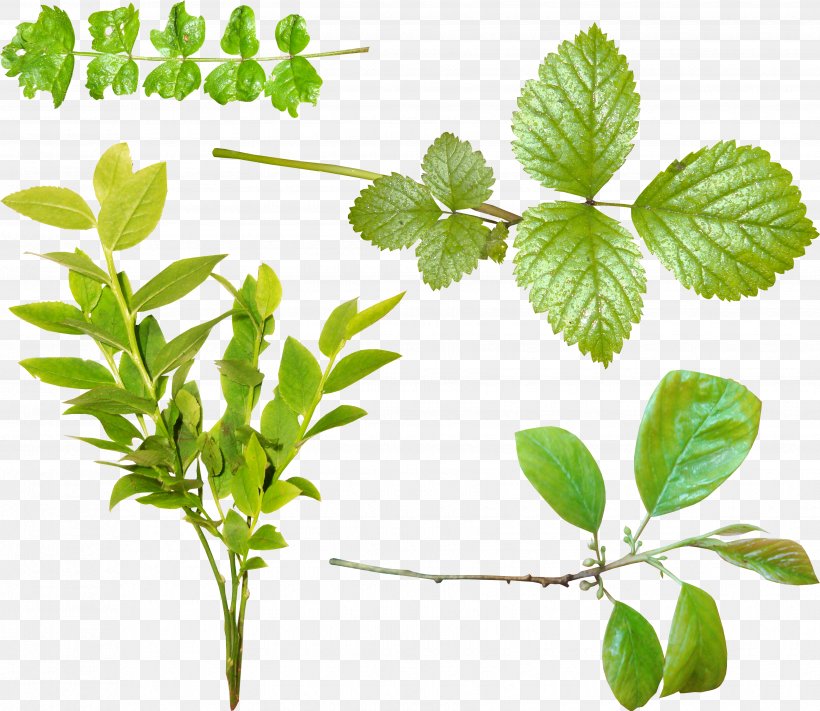 Leaf Green Tea Tree Clip Art, PNG, 3510x3045px, Leaf, Branch, Camellia Sinensis, Color, Email Download Free