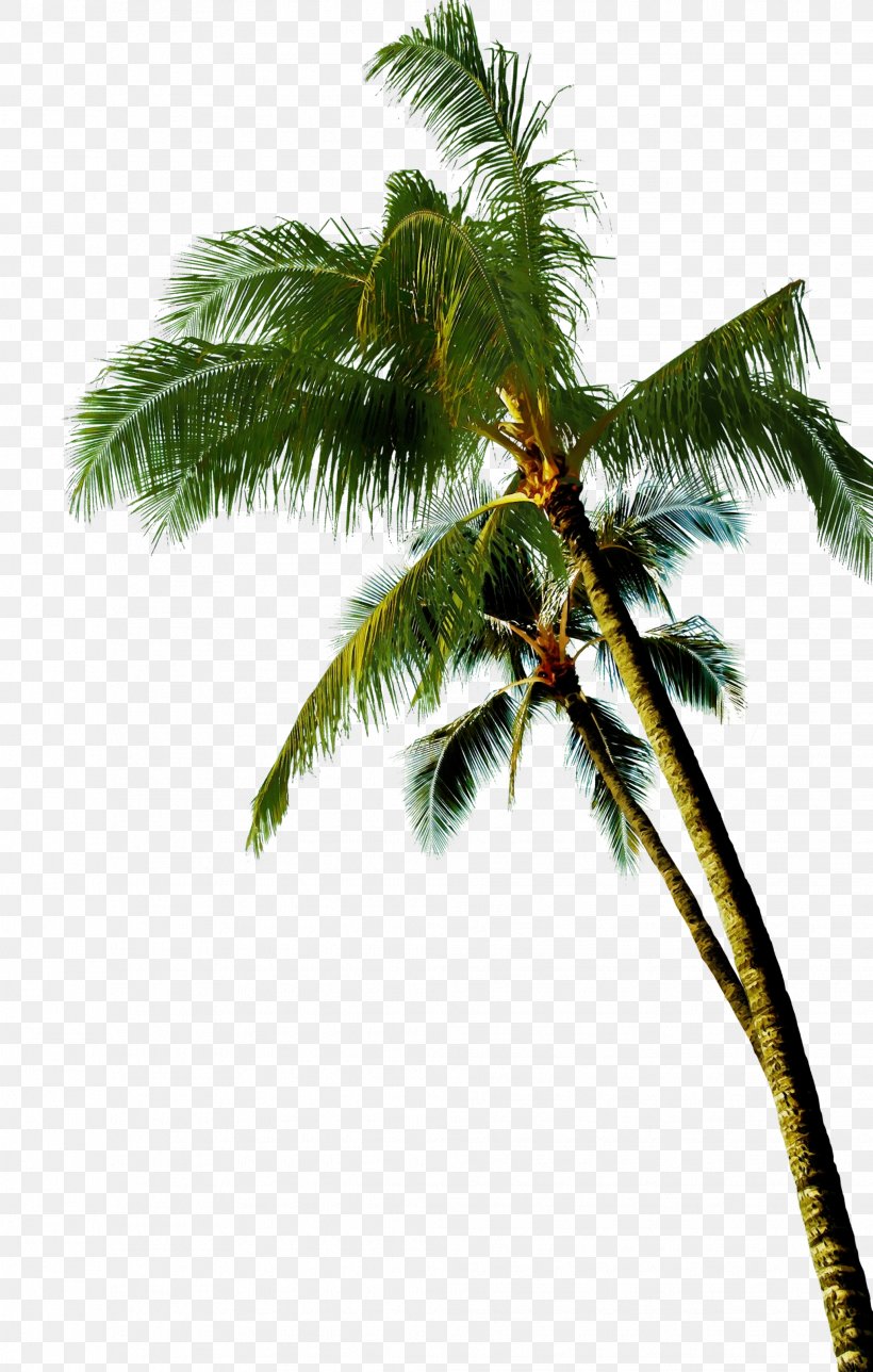 Palm Oil Tree, PNG, 2036x3200px, Watercolor, Arecales, Asian Palmyra Palm, Attalea Speciosa, Borassus Download Free