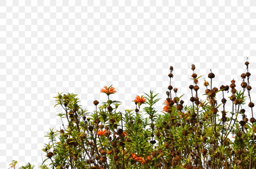 Wildflower Stock Photography Groundcover, PNG, 1024x678px, Wildflower, Branch, Field, Flora, Flower Download Free
