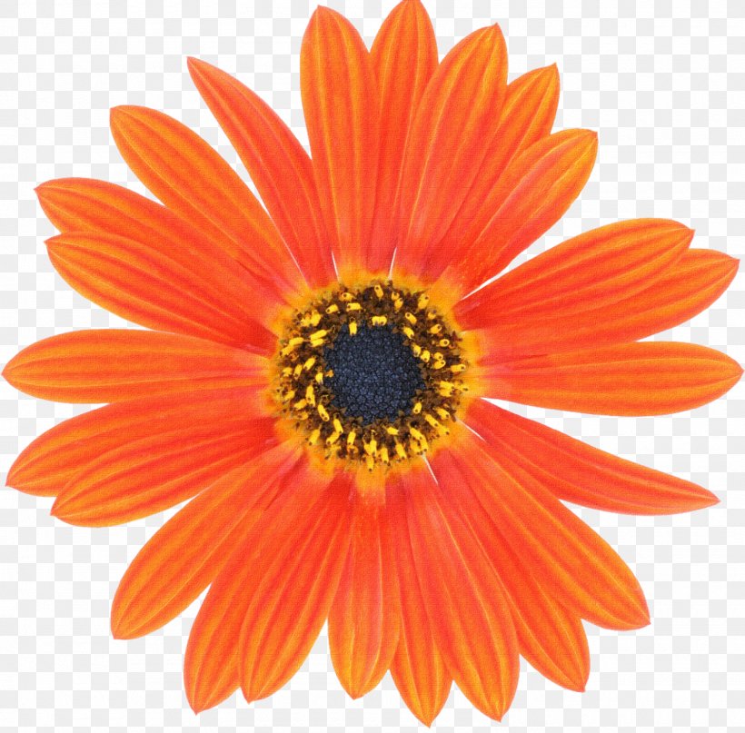 Window Box Flowerpot Garden Sticker, PNG, 1600x1575px, Window Box, Chrysanths, Close Up, Color, Cut Flowers Download Free