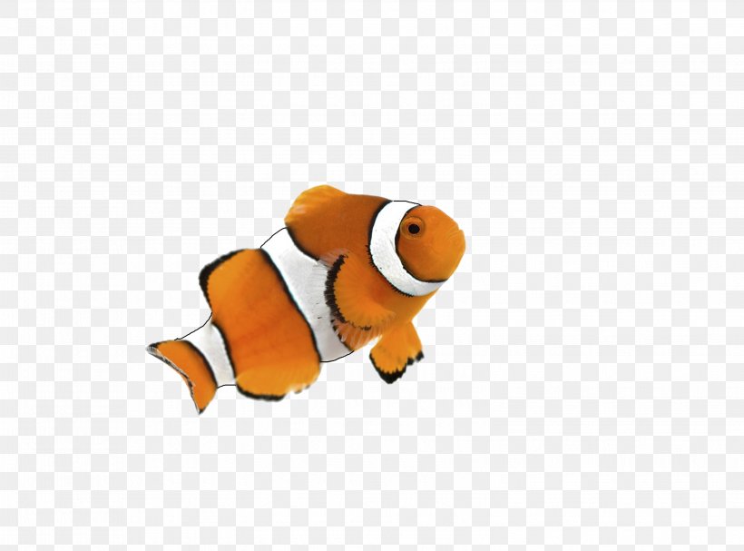 Clownfish Goldfish Siamese Fighting Fish Desktop Wallpaper, PNG, 3098x2294px, Clownfish, Aquarium, Fish, Goldfish, Gourami Download Free