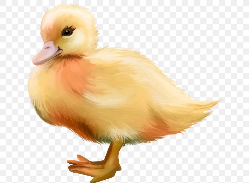 Duck Bird Chicken Clip Art, PNG, 650x604px, Duck, Animal, Beak, Bird, Chicken Download Free