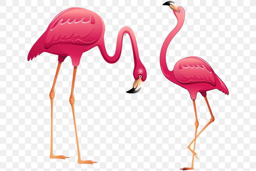 Flamingo Clip Art, PNG, 650x548px, Flamingo, Art, Beak, Bird, Flamingos Download Free