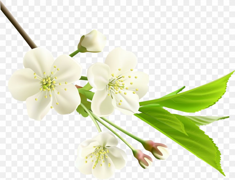 Flower White Branch Clip Art, PNG, 3145x2405px, Flower, Blossom, Branch, Cherry Blossom, Cut Flowers Download Free