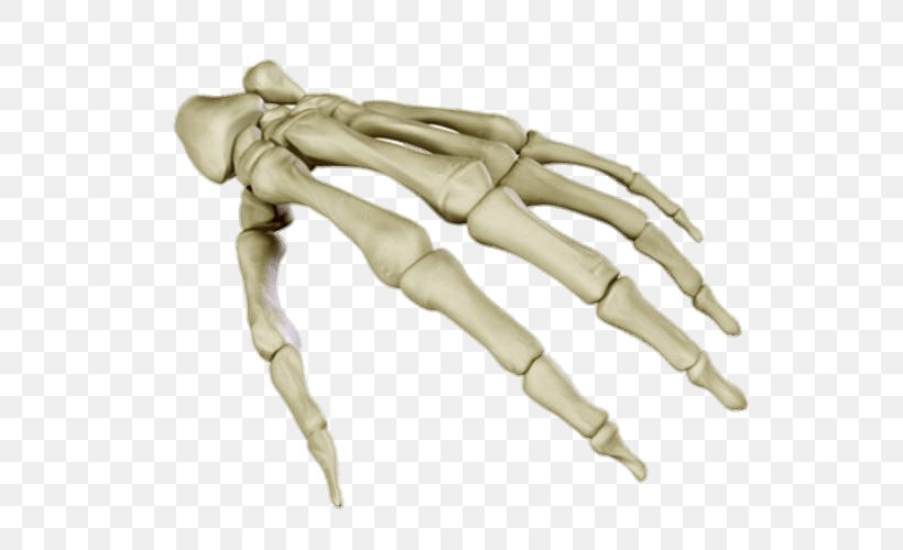 Human Skeleton Anatomy Carpal Bones Human Body, PNG, 676x500px, 3d Computer Graphics, 3d Modeling, Human Skeleton, Anatomy, Arm Download Free