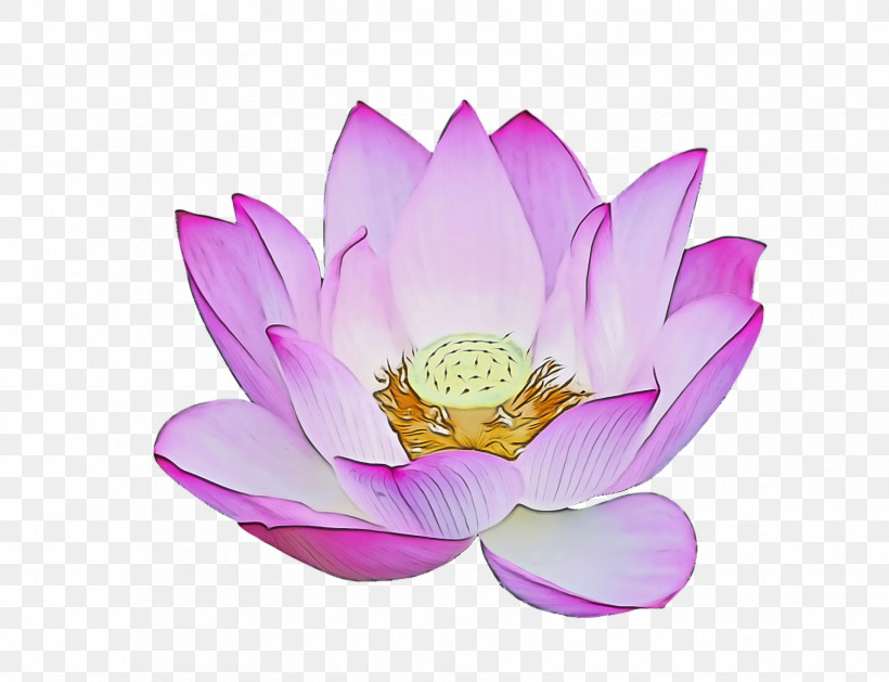 Lotus Flower Summer Flower, PNG, 1774x1361px, Lotus Flower, Cartoon, Flower, Lily, Plants Download Free