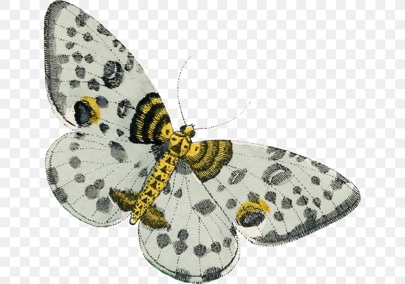 Moth, PNG, 644x575px, Moth, Arthropod, Butterfly, Insect, Invertebrate Download Free