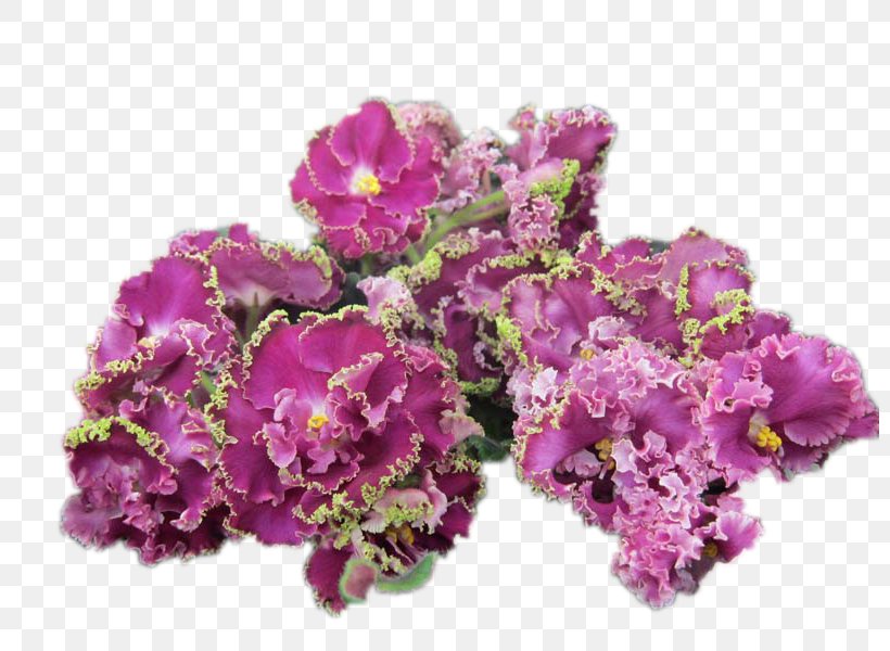 Pink Flowers Background, PNG, 800x600px, Violet, African Violets, Annual Plant, Author, Bouquet Download Free