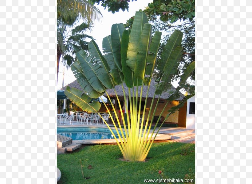 Ravenala Madagascariensis Arecaceae Tree Trunk, PNG, 600x600px, Ravenala Madagascariensis, Arecaceae, Arecales, Banana, Bird Of Paradise Flower Download Free