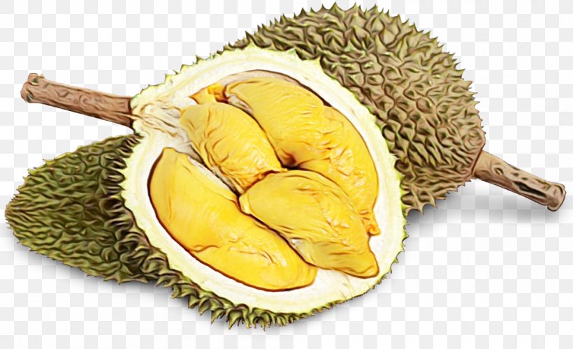 Family Tree Background, PNG, 1000x610px, Durian, Artocarpus, Artocarpus Odoratissimus, Cempedak, Food Download Free