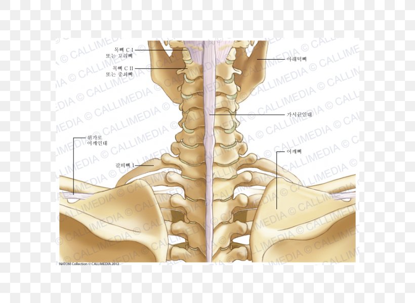 Finger Neck Ligament Bone Anatomy, PNG, 600x600px, Watercolor, Cartoon, Flower, Frame, Heart Download Free