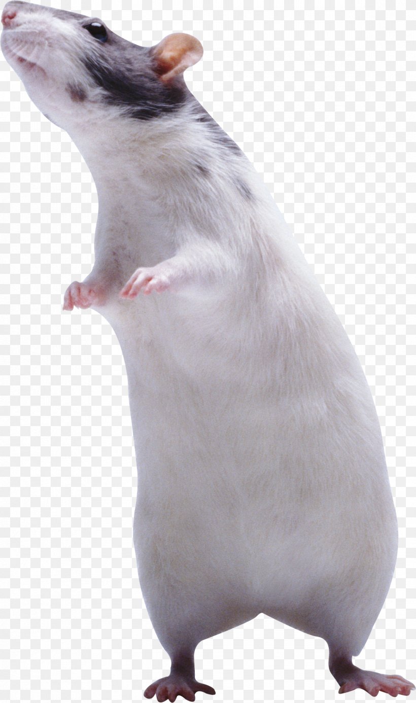 Genetically Modified Mouse Rat Induced Pluripotent Stem Cell, PNG, 1168x1975px, Mouse, Behavioural Sciences, Fauna, Genetically Modified Mouse, Inbred Strain Download Free
