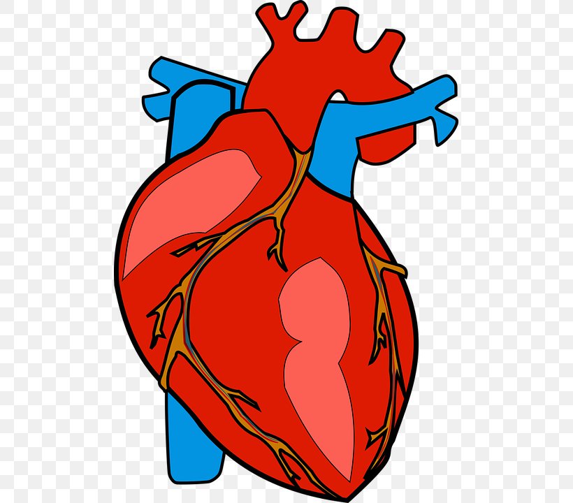 Heart Human Body Anatomy Clip Art, PNG, 493x720px, Watercolor, Cartoon,  Flower, Frame, Heart Download Free