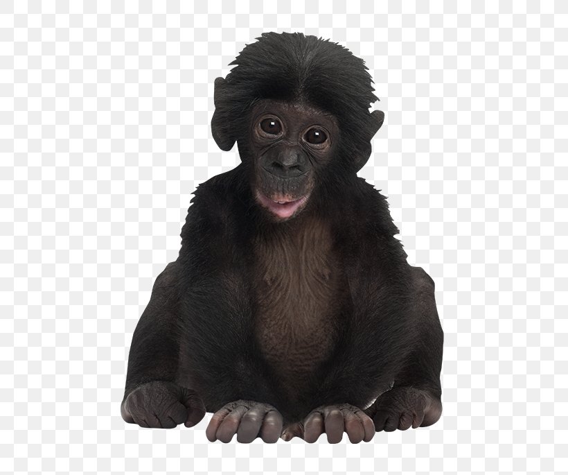 Mandrill Bonobo Monkey Ape Gorilla, PNG, 650x685px, Mandrill, Ape, Bonobo, Bornean Orangutan, Chimpanzee Download Free