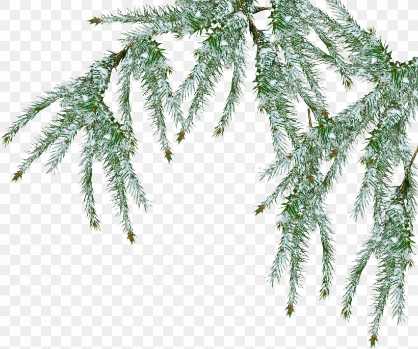 Tree Pine Branch Snow, PNG, 1730x1447px, Tree, Blue Spruce, Branch, Christmas Ornament, Conifer Download Free