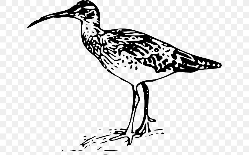 Bird Bristle-thighed Curlew Drawing Line Art, PNG, 640x511px, Bird, Art, Artwork, Beak, Bird Nest Download Free