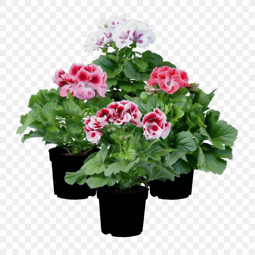 Flower Flowering Plant Plant Pink Flowerpot, PNG, 2800x2800px, Watercolor, Annual Plant, Flower, Flowering Plant, Flowerpot Download Free
