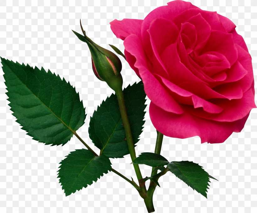 Rose Flower Clip Art, PNG, 2602x2157px, Rose, Bud, Color, Cut Flowers, Floribunda Download Free