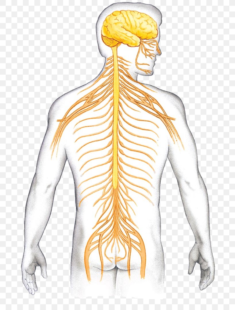 Vertebrate Central Nervous System Neuron Vertebral Column, PNG, 707x1080px, Watercolor, Cartoon, Flower, Frame, Heart Download Free