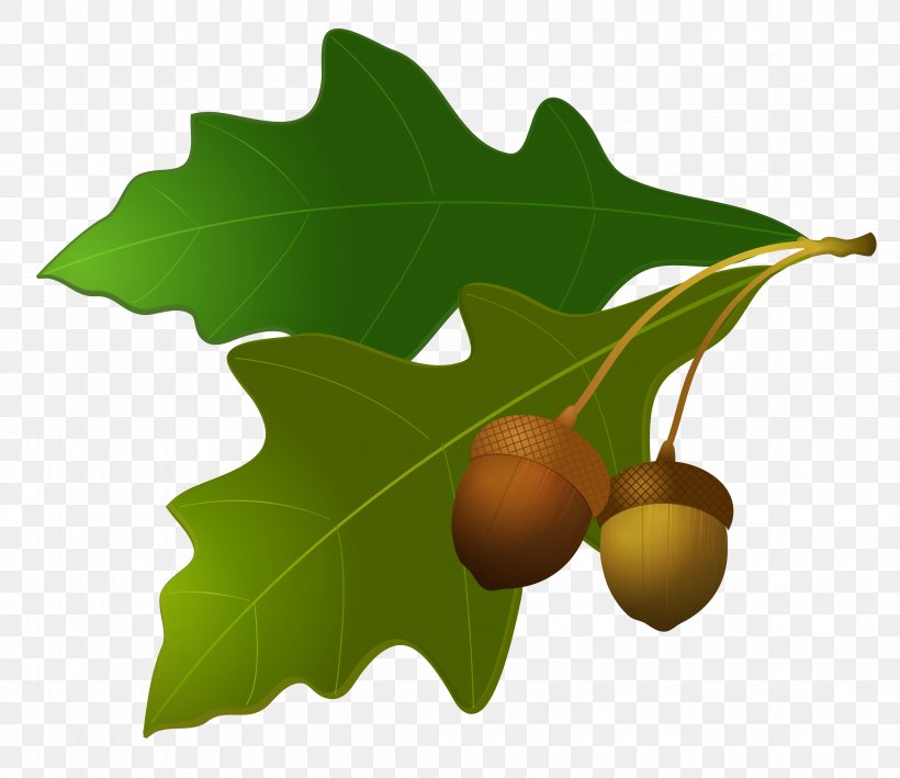 Acorn Oak Leaf Clip Art, PNG, 4284x3709px, Acorn, Autumn, Autumn Leaf Color, Bitmap, Blog Download Free