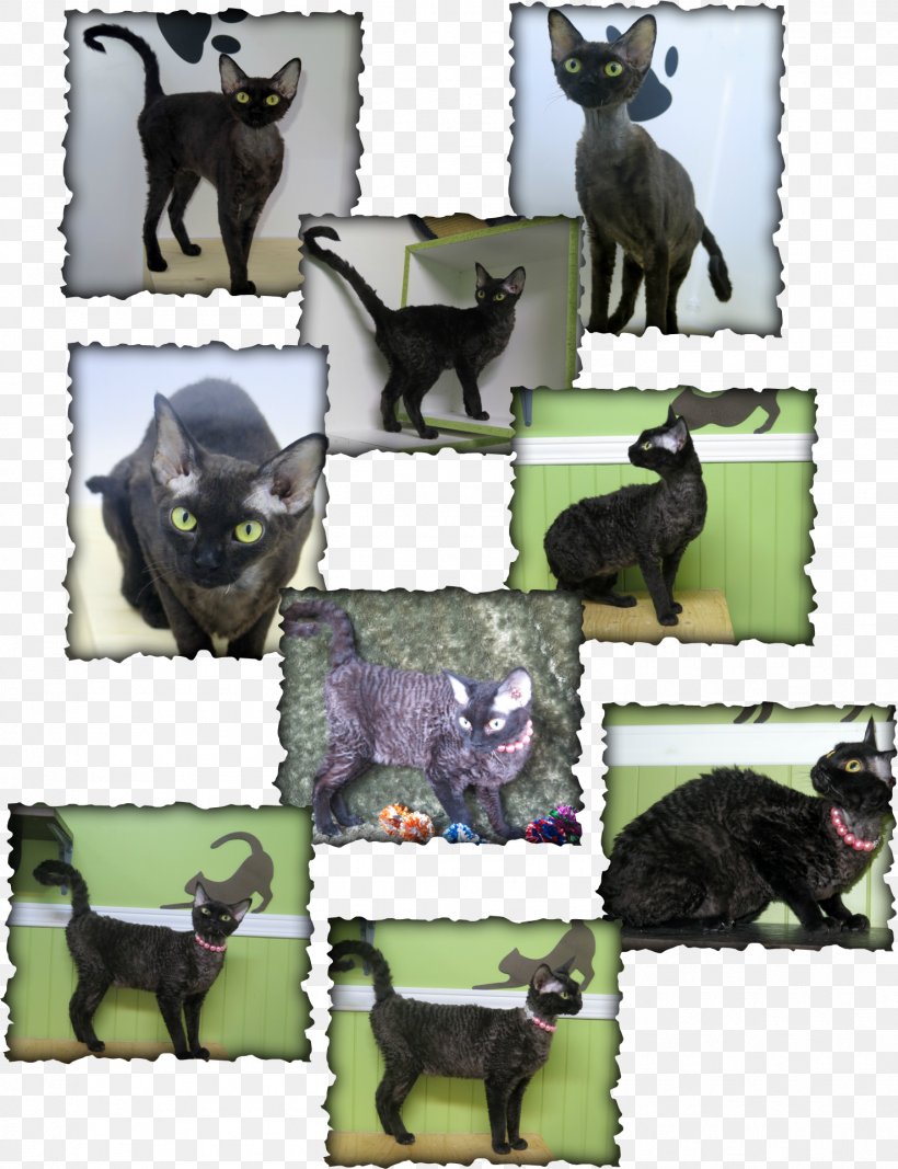 Devon Rex Cornish Rex Rex Rabbit Highlander Cat, PNG, 1478x1924px, Devon Rex, Breed, Breed Group Dog, Carnivoran, Cat Download Free