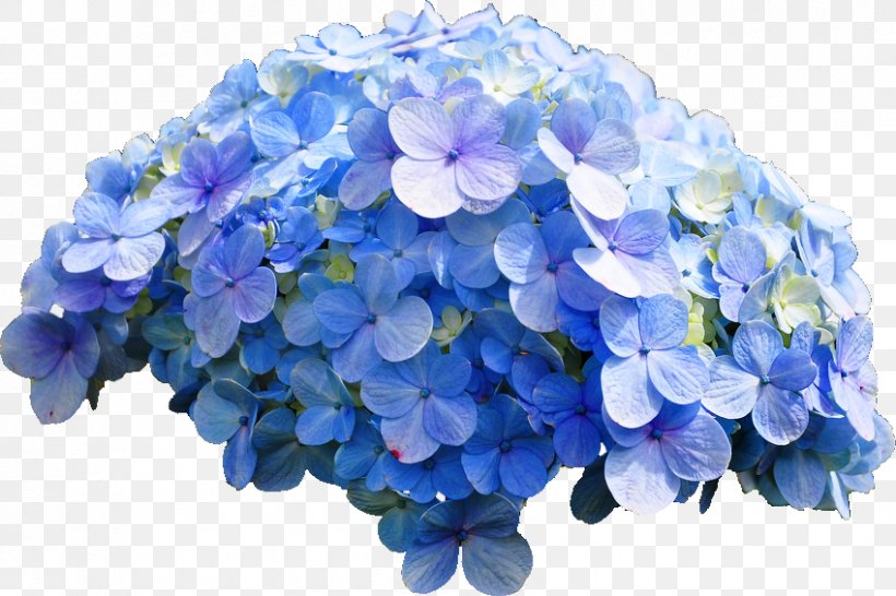 French Hydrangea Flower Blue Rose, PNG, 849x566px, French Hydrangea, Acid, Annual Plant, Blue, Blue Flower Download Free
