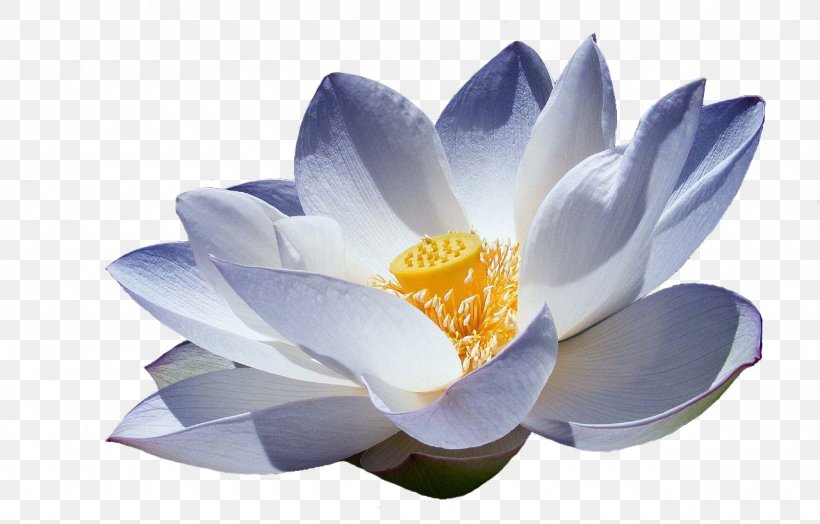 Nelumbo Nucifera Lotus DW Terapias Manuais Symbol Meaning, PNG, 1280x819px, Nelumbo Nucifera, Aquatic Plant, Aquatic Plants, Brazil, Dream Download Free