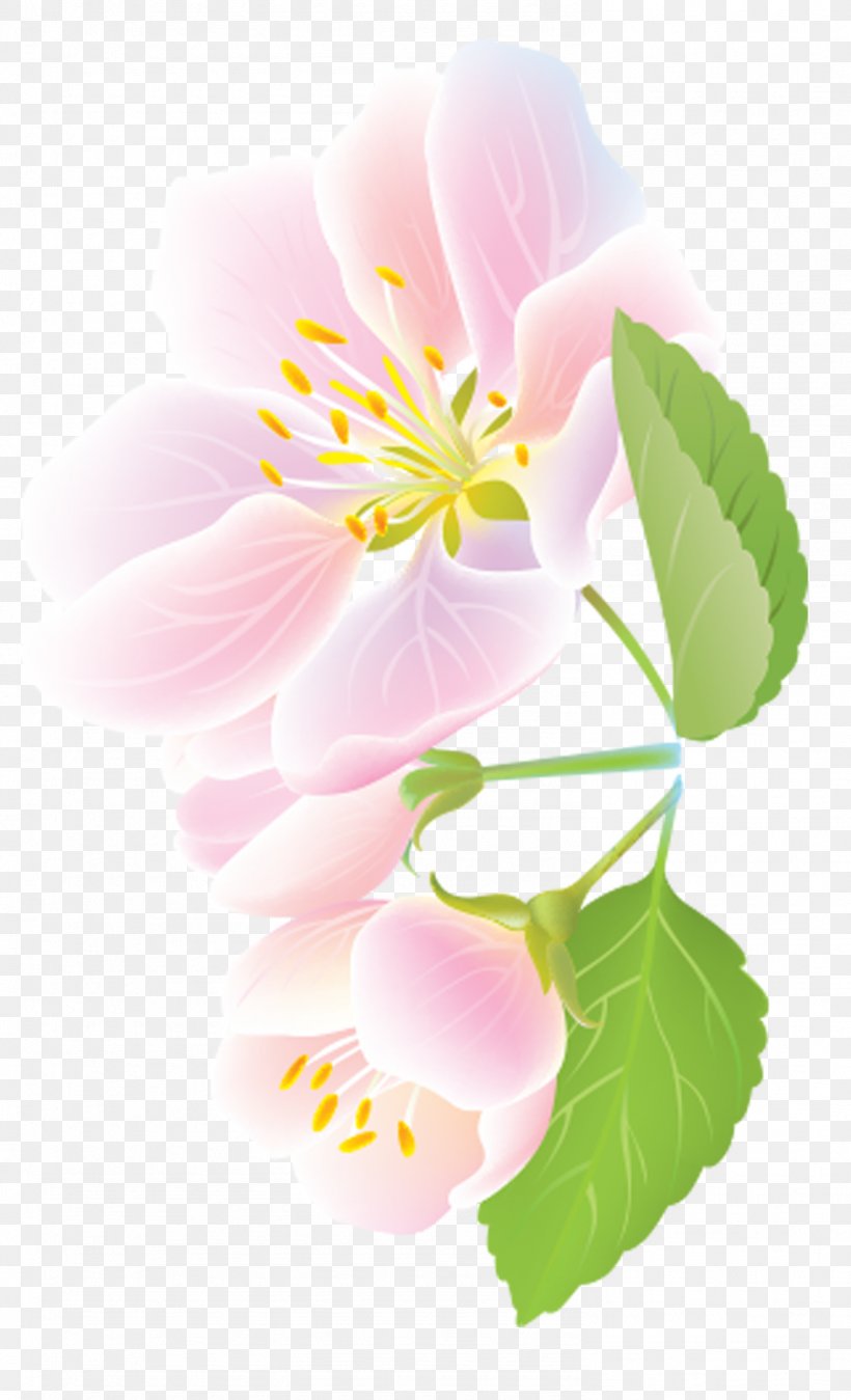 Petal Cerasus Clip Art, PNG, 1484x2442px, Petal, Apples, Apricot, Blossom, Branch Download Free
