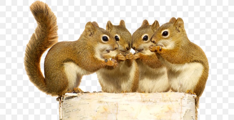 Red Squirrel Stock Photography Rodent The Schemer, PNG, 686x419px, Squirrel, Can Stock Photo, Chipmunk, Cuteness, Fauna Download Free