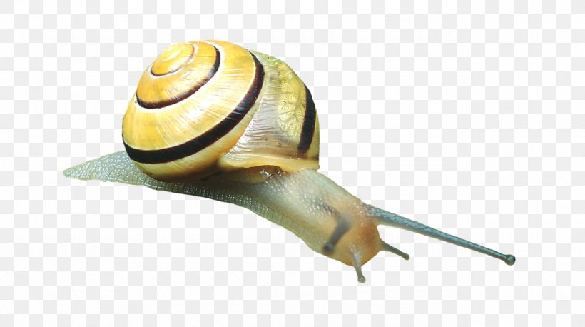 Snail Caracol Slug Gastropod Shell Mollusc Shell, PNG, 1280x716px, Snail, Caracol, Gastropod Shell, Gastropods, Grove Snail Download Free