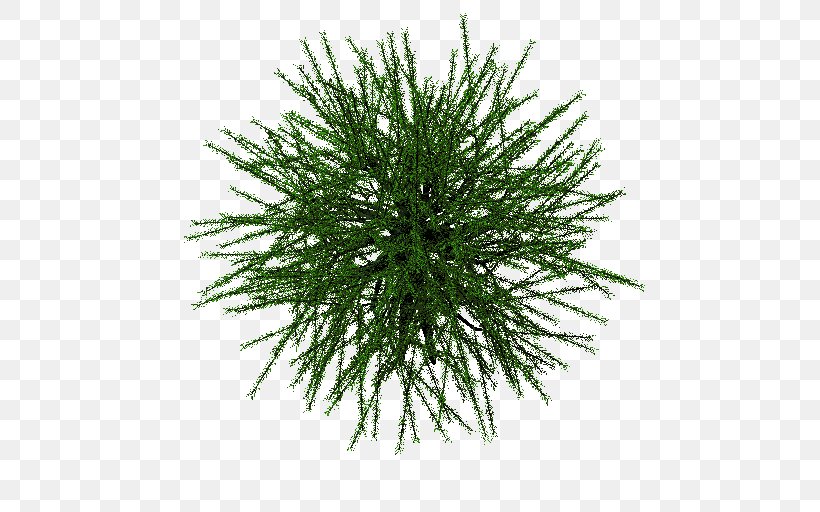 Spruce, PNG, 512x512px, Spruce, Conifer, Evergreen, Grass, Pine Family Download Free