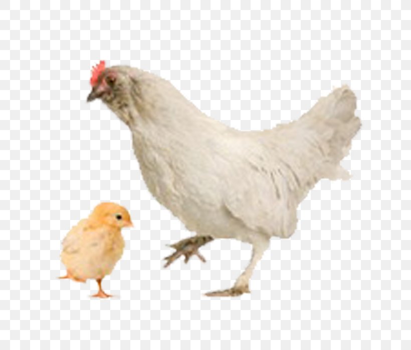 Hen And Chicks Bird Kadaknath Kifaranga, PNG, 700x700px, Hen And Chicks, Beak, Bird, Broodiness, Chicken Download Free